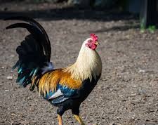 Ayam Juara Latihannya Ternyata Seperti Ini…