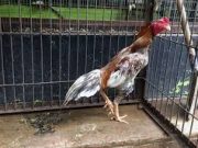 Lakukan Rutin Tiap Hari Agar Ayam Aduan Anda Juara