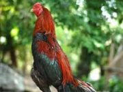 Rahasia Ayam Aduan Tangguh Tak Terkalahkan