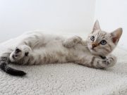 Selain Menimbulkan Reaksi Alergi, Simak Tiga Risiko Penyakit akibat Bulu Kucing