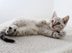 Selain Menimbulkan Reaksi Alergi, Simak Tiga Risiko Penyakit akibat Bulu Kucing