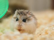 Mungkinkah Kucing dan Hamster Dipelihara Bersamaan? Simak Lima Tips untuk Mencobanya