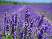 Lima Manfaat Bunga Lavender Bagi Kesehatan
