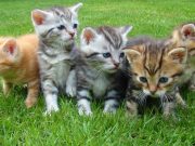 Kucing Mengalami Cacingan? Simak Tips Menghilangkan Cacingan dan Penularan Pada Kucing