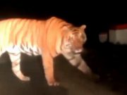 Harimau Jawa Melintas di Gunung Pegat Wonogiri, Itu Hoax Begini Penjelasannya