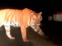 Harimau Jawa Melintas di Gunung Pegat Wonogiri, Itu Hoax Begini Penjelasannya