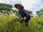 Beras Rojolele Srinuk Jadi Primadona Petani Klaten
