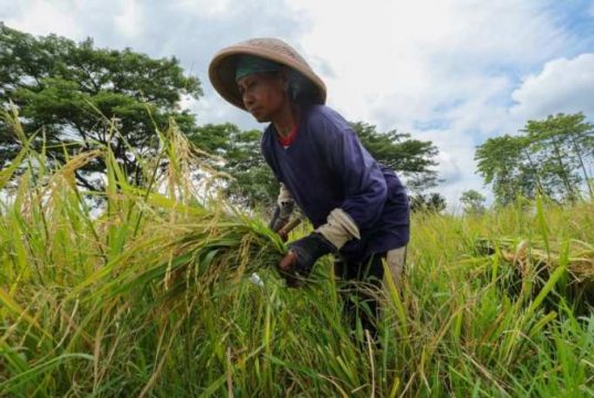 Beras Rojolele Srinuk Jadi Primadona Petani Klaten