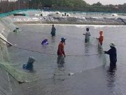 Dampak Cuaca Ekstrem, Petambak Udang Pilih Panen Lebih Awal