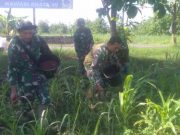 Koramil Sulang Laksanakan Pemupukan dan Semprot di Area Lahan Demplot