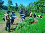 Peneliti dari Pefi Lakukan Penanaman Gamal di RPH Jukung KPH Mantingan