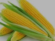 Memanfaatkan Jagung sebagai Sumber Pangan Fungsional Foto: ilustrasi jagung sebagai sumber pangan fungsional.