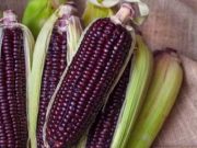 Selain Cegah Obesitas, Jagung Ungu Bisa Menurunkan Resiko Kanker Bentuk jagung ungu. Foto: sehatq.com.