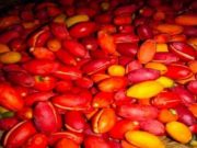 Kulit Melinjo Ternyata Baik untuk Asam Urat, lho! Buah melinjo. Foto: sajiansedap.com.