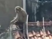 Kawanan Monyet Liar Resahkan Warga Pagerbarang Tegal