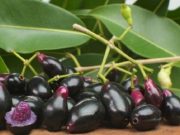 Jambu Keling, Buah Masam yang Bisa Tangkal Radikal Bebas