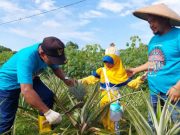 Eduwisata Kebun Nanas Pedawang, Jadi Lokasi Wisata Baru di Kabupaten Kudus