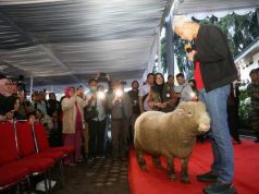 Ganjar Temui Ratusan Petani Banjarnegara untuk Kembangkan Domba Batur