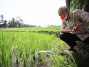 Ganjar Bawa Jateng Berdaulat Pangan Berkelanjutan Lewat Pertanian Organik, Diversifikasi, dan Petani Milenial