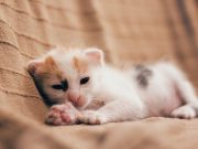 Tujuh Tips Membuat Anak Kucing Tidur di Malam Hari