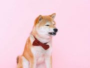 Empat Hal yang Membuat Anjing Merasa Marah dan Kesal