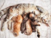 Selain Karena Ulah Manusia, Lima Alasan Induk Kucing Memakan Anaknya Sendiri