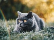 Mulai Dari Puluhan Juta Hingga Miliaran Rupiah, 12 Ras Kucing Termahal di Dunia