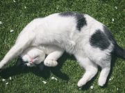 Selain Merasa Aman, Lima Alasan Kucing Seringkali Berguling-guling di Tanah
