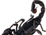 Zodiak Harian 1 Januari 2023, Scorpio Selesaikan Masalah Yang Dulu Dengan Si Dia