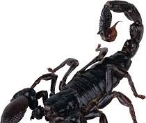 Zodiak Harian 1 Januari 2023, Scorpio Selesaikan Masalah Yang Dulu Dengan Si Dia