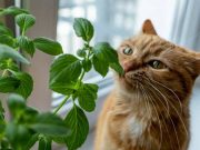 Lima Jenis Tanaman yang Disukai Kucing dan Baik untuk Kesesahatan