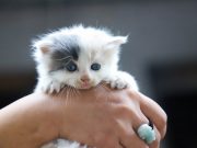 Tiga Hal yang Wajib Diperhatikan Saat Mengatasi Belek Mata Pada Anak Kucing