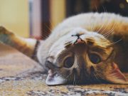 Empat Alasan Kucing Suka Memiringkan Kepala