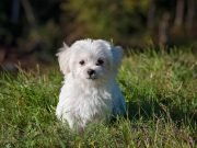 Tiga Manfaat Memelihara Anjing di Rumah