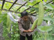 Bripka Sarno, Sulap Lahan Kosong Jadi Kebun Sayuran