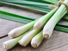 Beberapa Manfaat Daun Serai