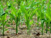 Di Desa Pagertoyo, Jagung Dikonsumsi sebagai Pengganti Nasi