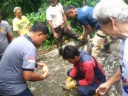 Sehari, Regu Damkar Wonogiri Tangkap Tiga Ekor Ular di Dua Lokasi