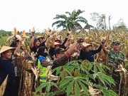 Panen Jagung di Area Waduk Plumbon Eromoko Wonogiri