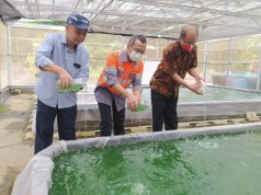 SBI Pabrik Cilacap Budi Dayakan Mikroalga, Terobosan Inovasi Dekarbonisasi di Area Pabrik