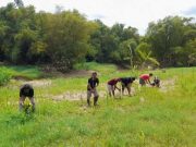 Cegah Longsor Warga Tanam Ratusan Pohon di Bantaran Sungai Lusi Blora