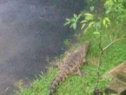 Lagi-Lagi, Buaya Akar Seribu Lepas dari Kandang