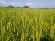 Demplot Pertanian Organik Tingkatkan Produksi Tanaman Pangan di Blora