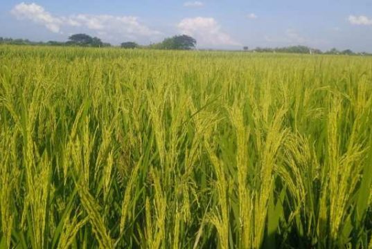 Demplot Pertanian Organik Tingkatkan Produksi Tanaman Pangan di Blora