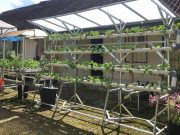 Disperpa Galakkan Urban Farming