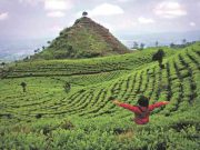 Gunung Cilik Wonosobo : Wisata Alam Baru yang Unik dan Menarik