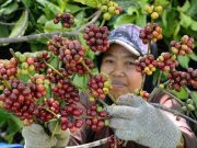 70 Petani Diajari Praktik Tanaman Kopi dan Alpukat Berbasis GAP