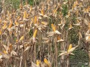 Ini 5 Provinsi di Indonesia Penghasil Jagung Terbanyak