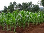 Ini Cara Budidaya Jagung Manis, dengan Kandungan Gula Tinggi saat Dipanen