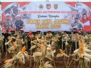 Kasdam IV/Diponegoro Panen Raya Jagung Bersama Forkopimda Kota Semarang